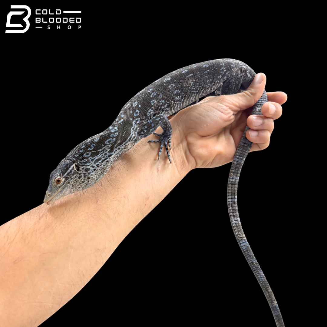Proven Breeder Blue Tree Monitor Female - Varanus Macraei