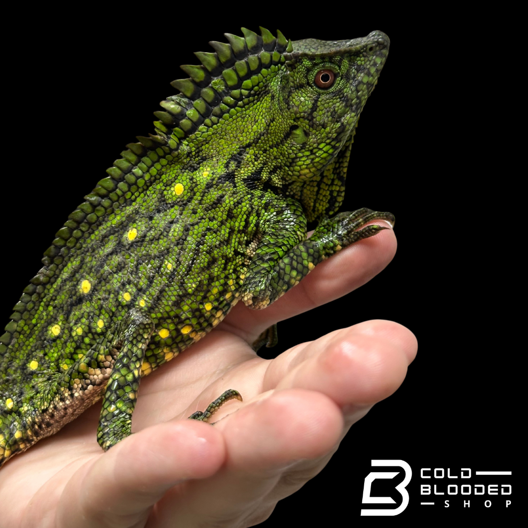 Adult Abbott's crested lizard - Gonocephalus doriae abbotti