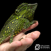 Adult Abbott's crested lizard - Gonocephalus doriae abbotti