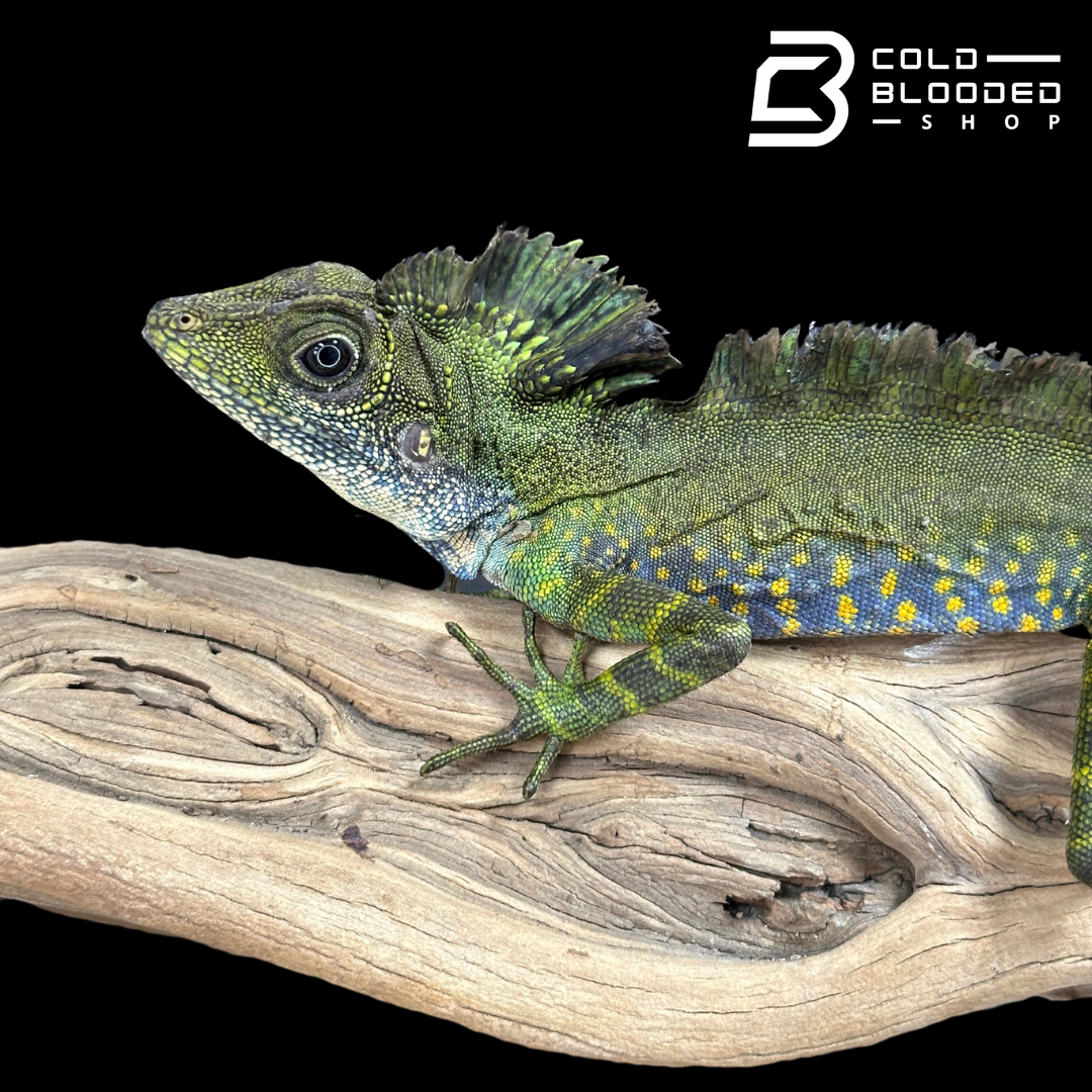 Male Giant Forrest Dragon - Gonocephalus grandis