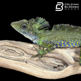 Male Giant Forrest Dragon - Gonocephalus grandis