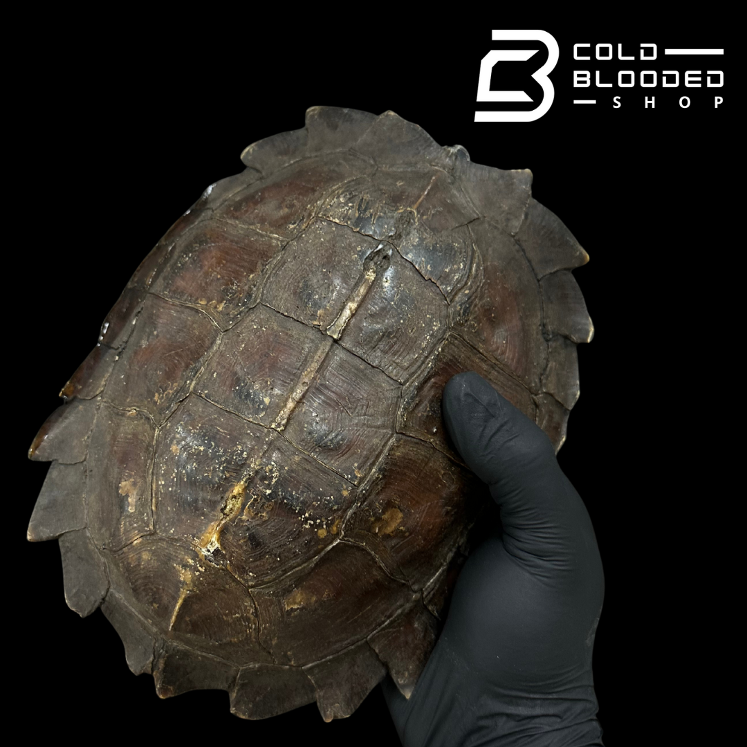 Spiny Turtle - Heosemys spinosa