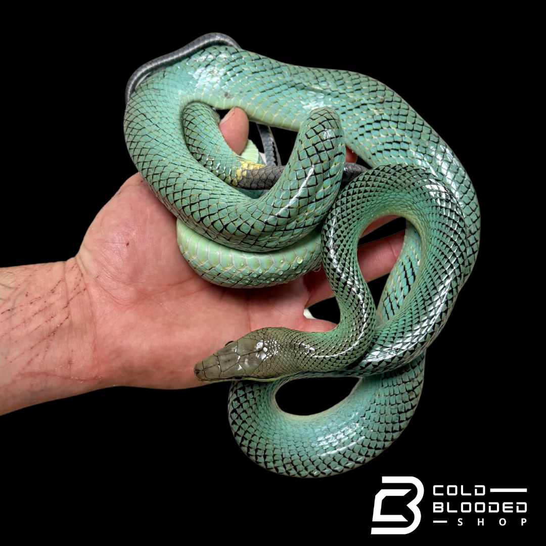Blue Red-tailed Green Rat Snake - Gonyosoma oxycephalum