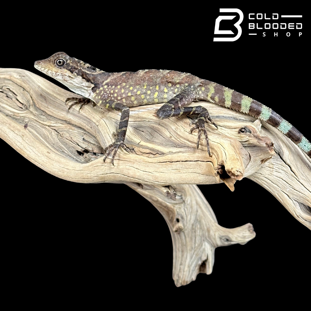 Female Giant Forrest Dragon - Gonocephalus grandis