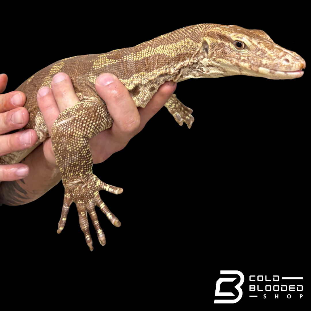 T positive "Chocolate" Water Monitor - Varanus salvator bivittatus