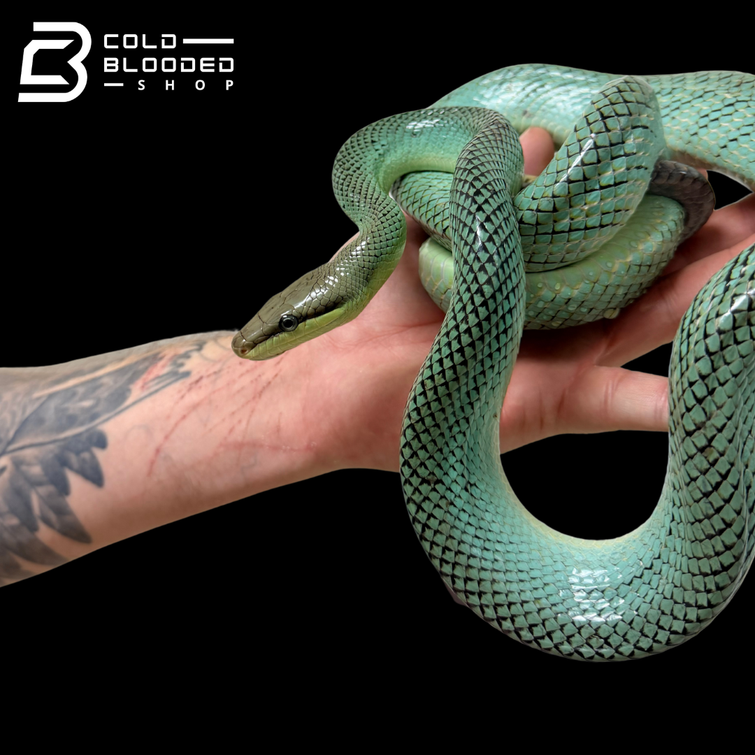 Blue Red-tailed Green Rat Snake - Gonyosoma oxycephalum