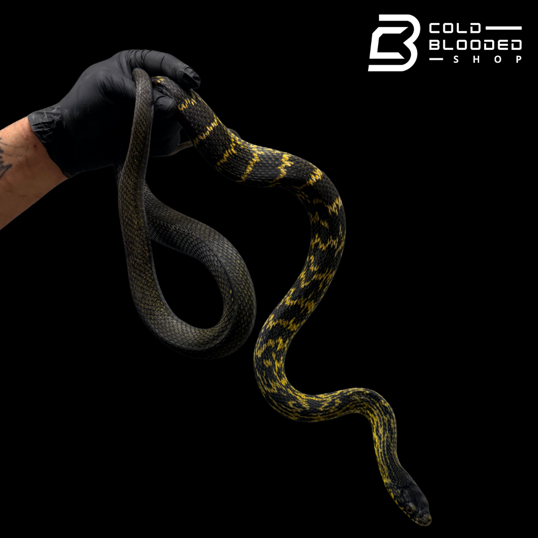 Chinese King Ratsnakes PAIRS - Elaphe carinata