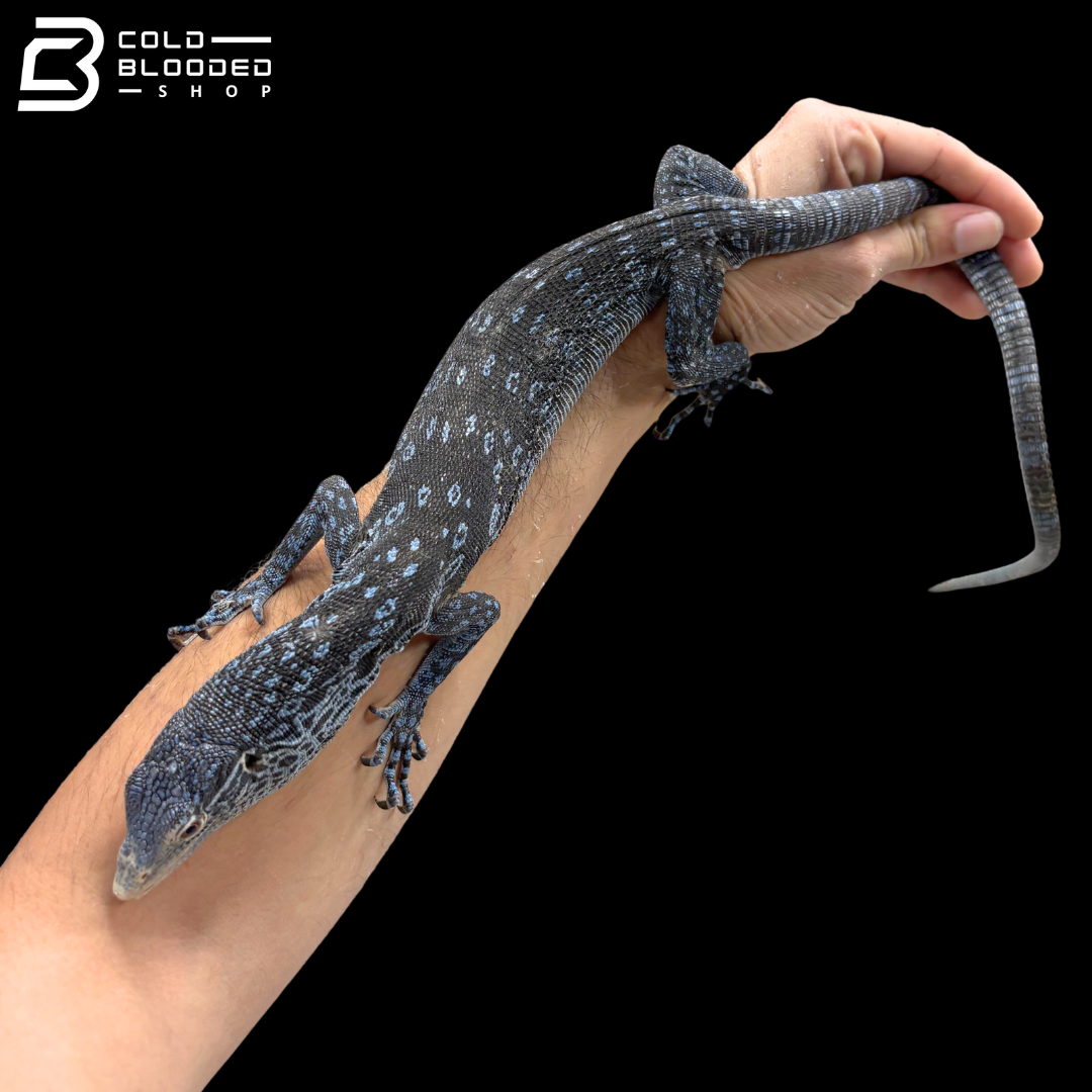 Proven Breeder Blue Tree Monitor Female - Varanus Macraei