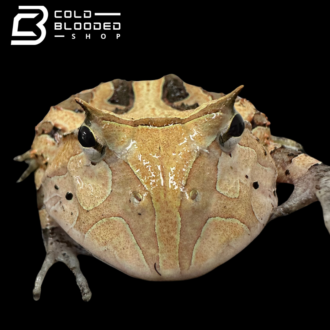 Suriname Horned frogs brown/reds - Ceratophrys Cornuta