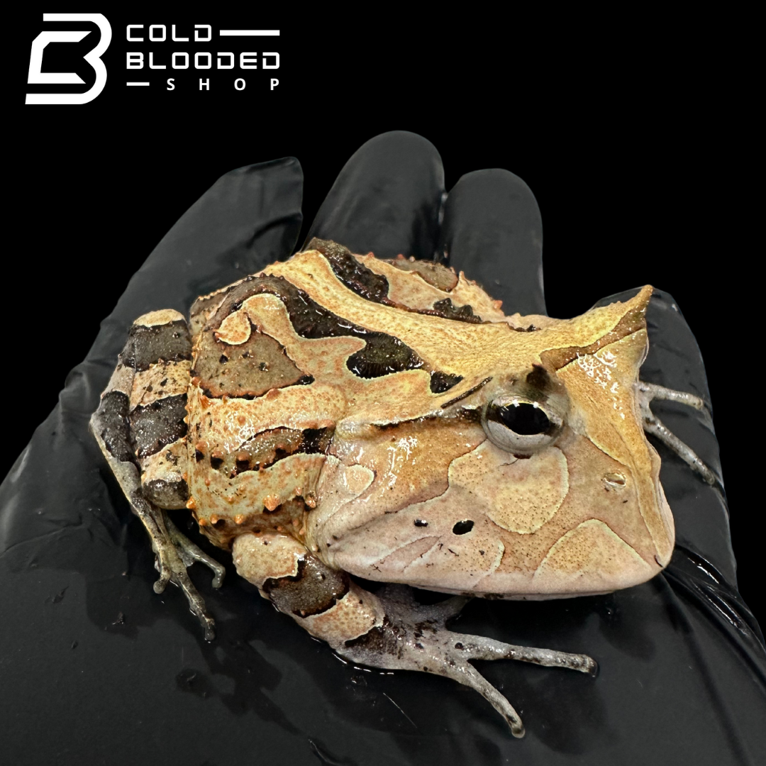 Suriname Horned frogs brown/reds - Ceratophrys Cornuta