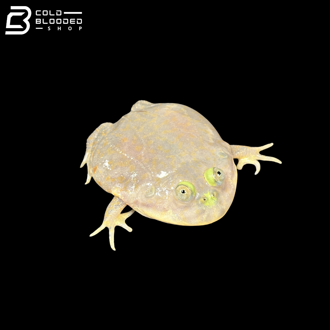 Budgett's Frogs - Lepidobatrachus Laevis