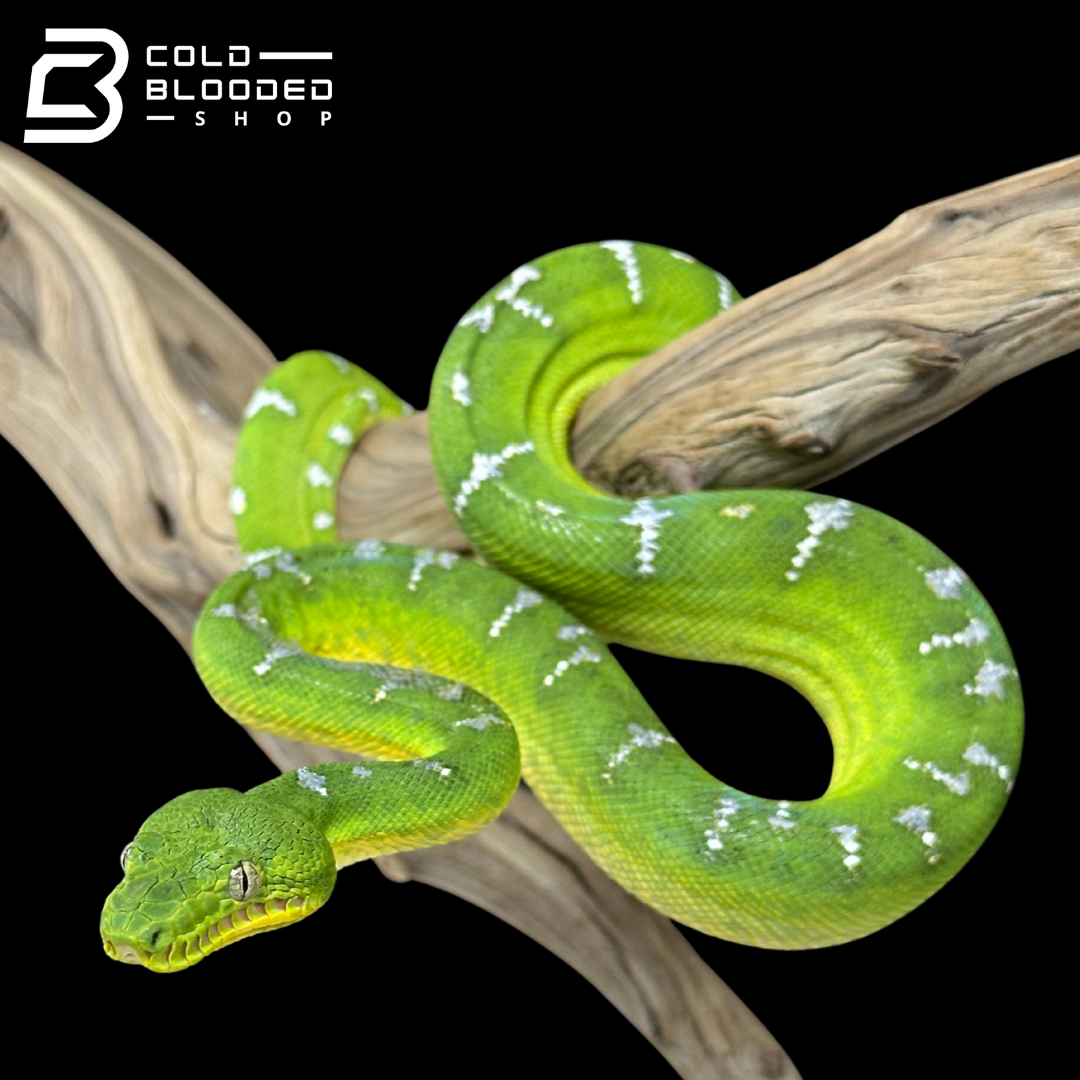 Juvenile Emerald Tree Boa - Corallus caninus