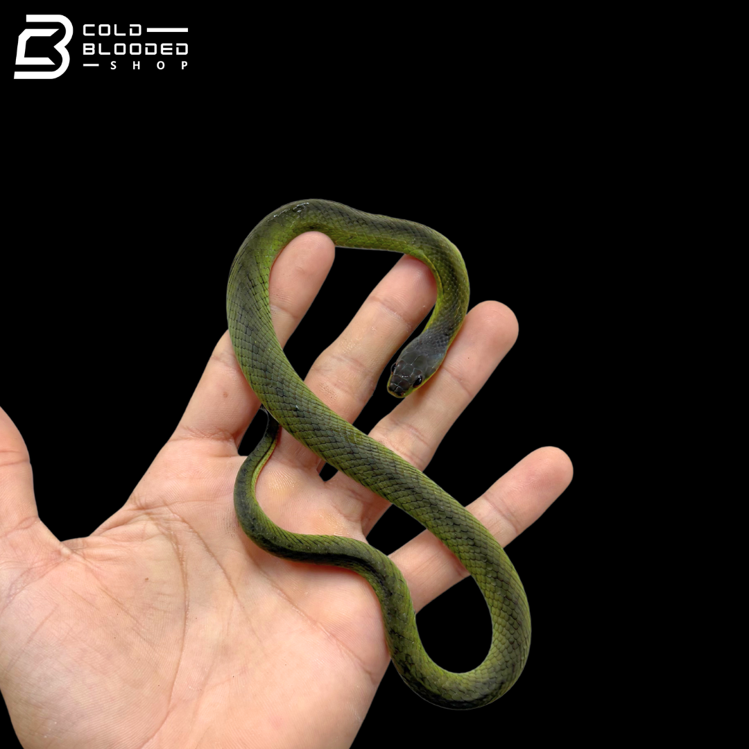Velvet Swamp Snake - Erythrolamprus typhlus