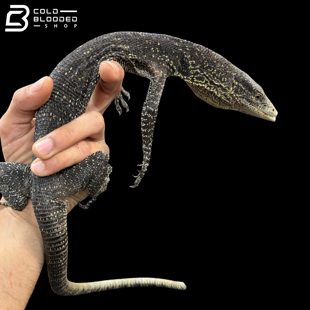 Adult Male Golden-spotted Tree Monitor - Varanus boehmei