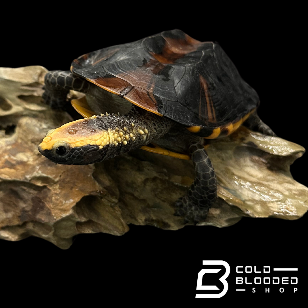 Twist-Necked Turtle Pairs - Platemys platycephala