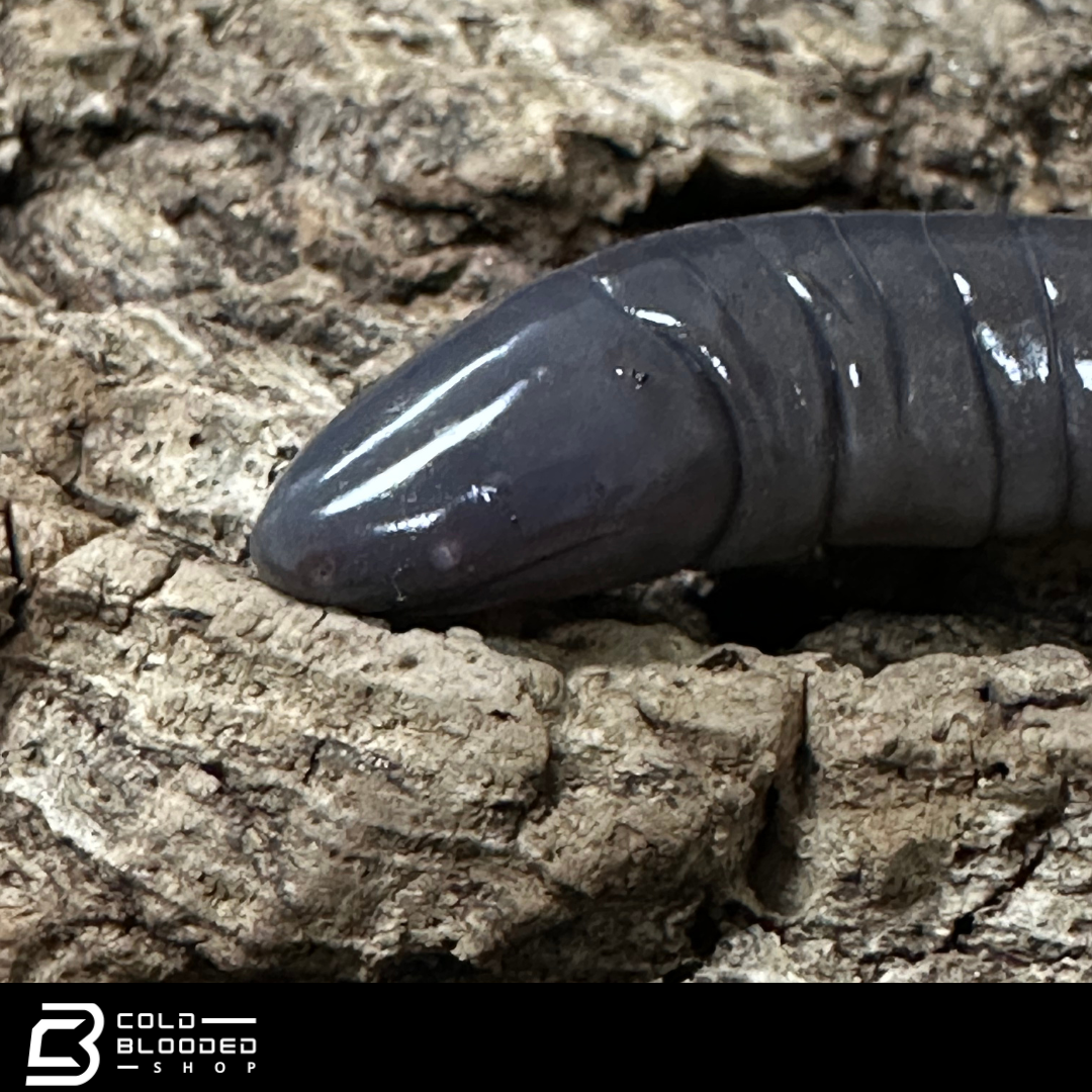 Giant Mexican caecilian - Dermophis mexicanus