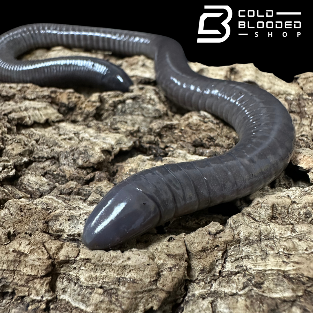 Giant Mexican caecilian - Dermophis mexicanus