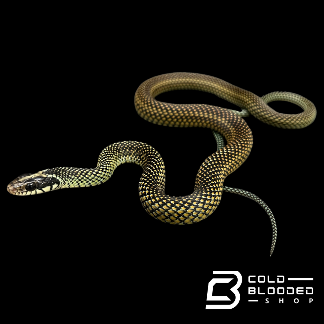 Serpientes rata de Jansen - Gonyosoma jansenii