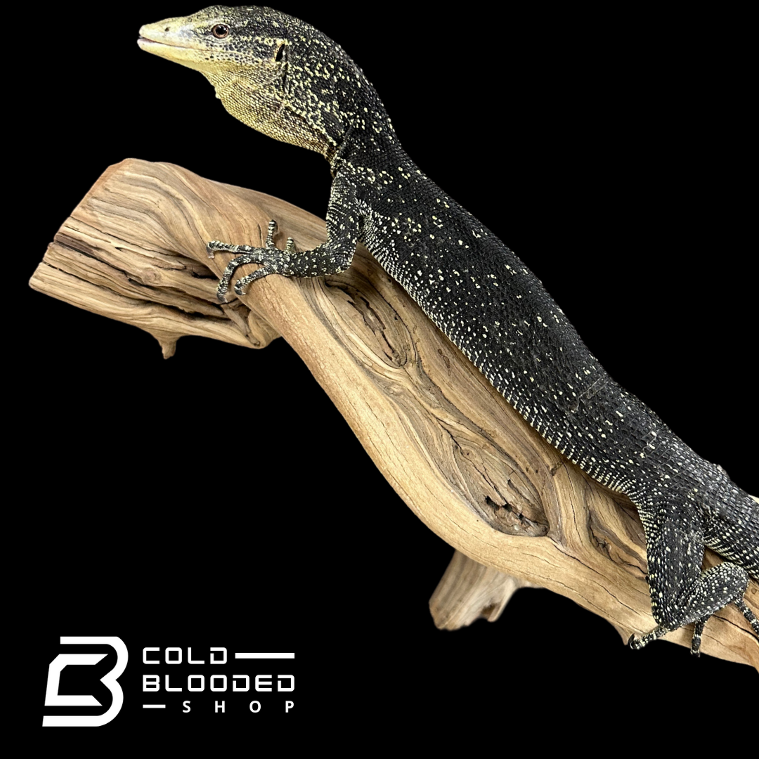 Adult Male Golden-spotted Tree Monitor - Varanus boehmei