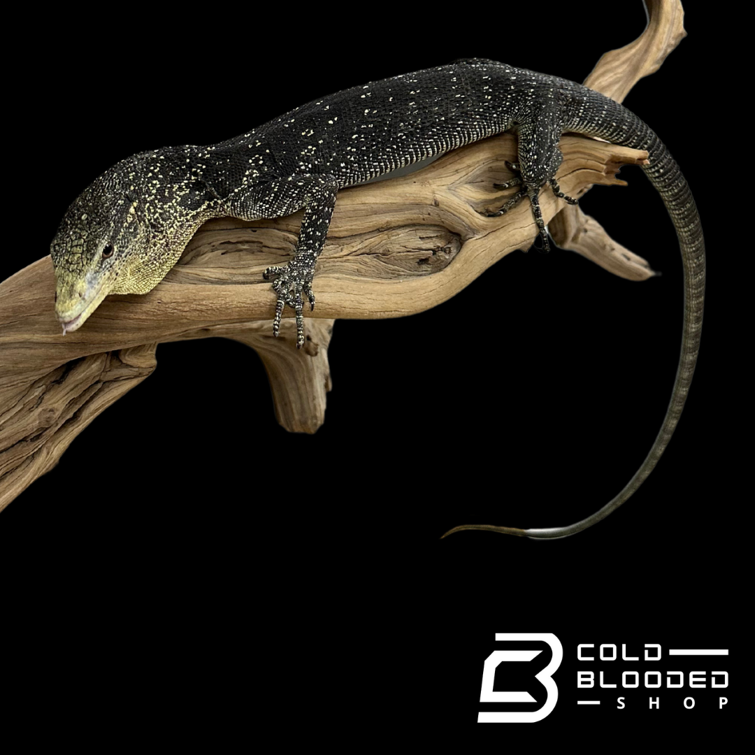 Adult Male Golden-spotted Tree Monitor - Varanus boehmei