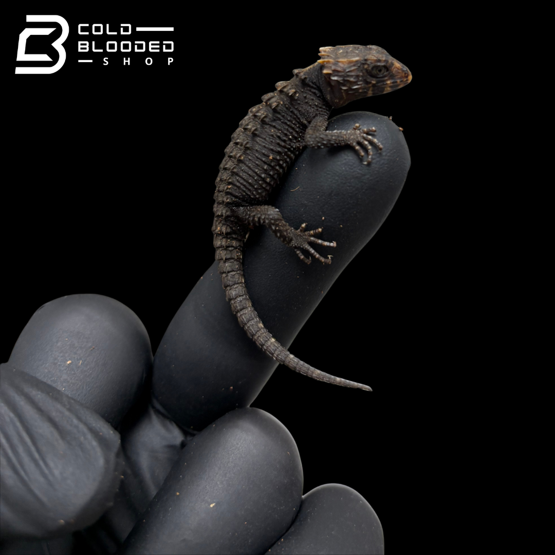 Baby Red Eyed Crocodile Skinks - Tribolonotus gracilis