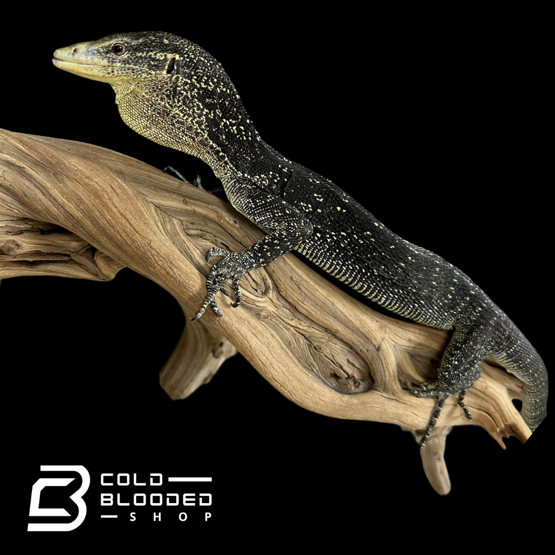 Adult Male Golden-spotted Tree Monitor - Varanus boehmei