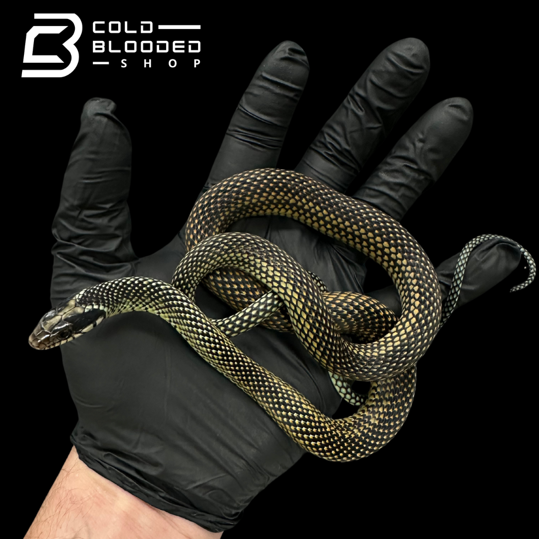 Serpientes rata de Jansen - Gonyosoma jansenii