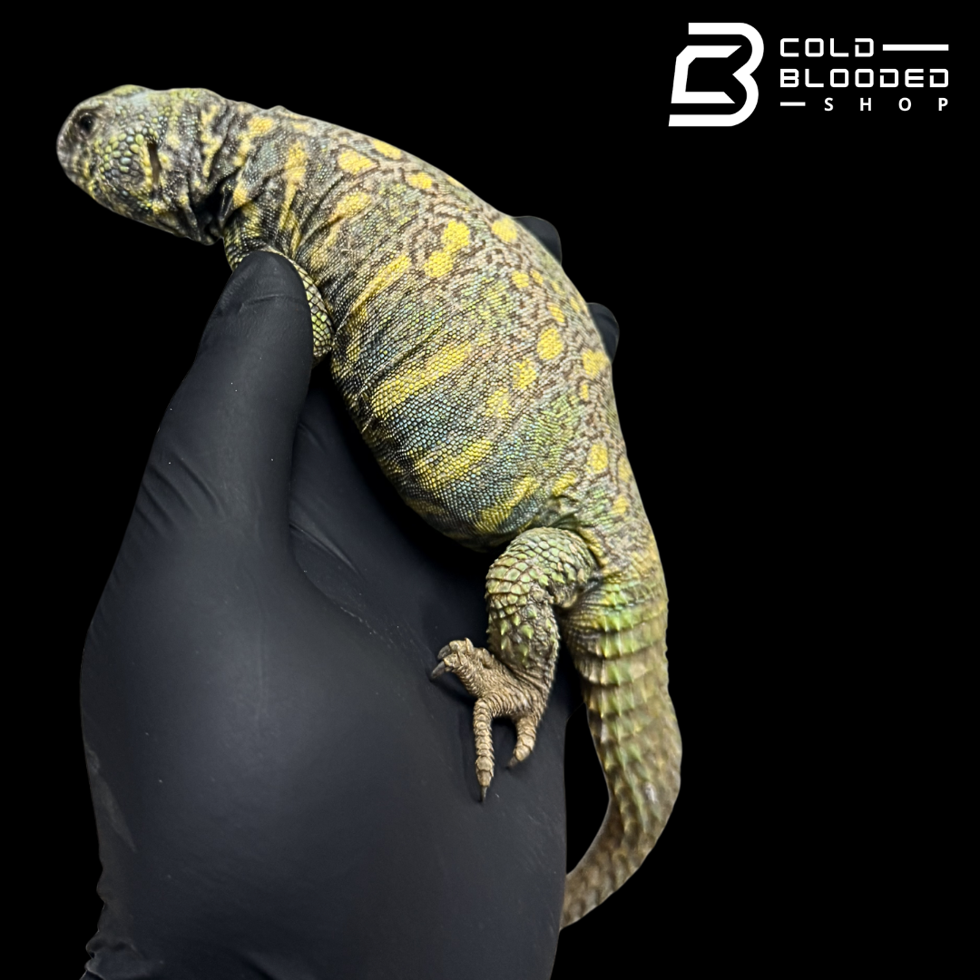 Adult Ornate Blue/Green Uromastyx - Uromastyx ornata