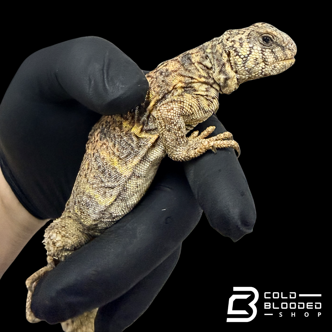 Adult Female Ornate Uromastyx High Color - Uromastyx ornata