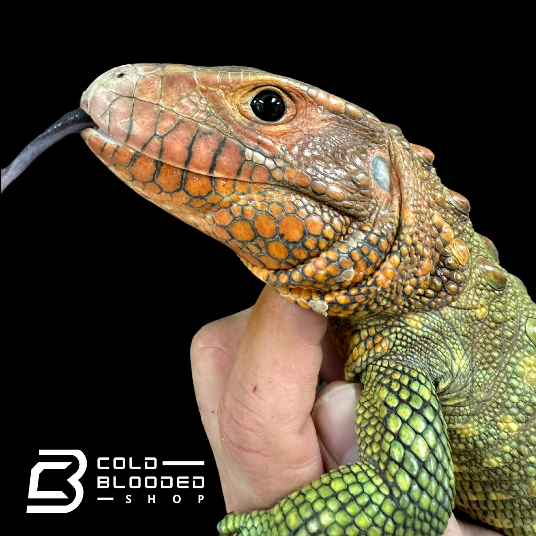 dracaena guianensis kaufen CBB Caiman Lizard Male #1 sub adult (Costa Rica zoo stock)- Dracaena g