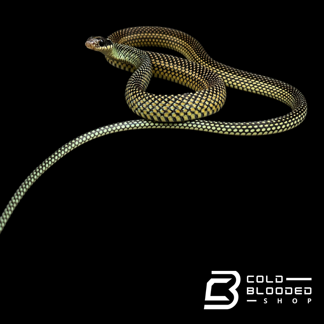 Speckled racer female - Drymobius margaritiferus