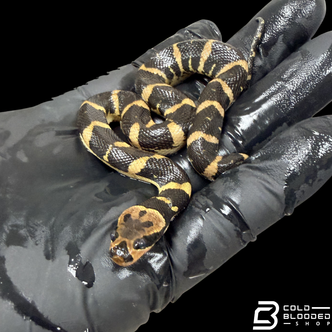 Baby Puff-faced Water Snakes - Homalopsis buccata