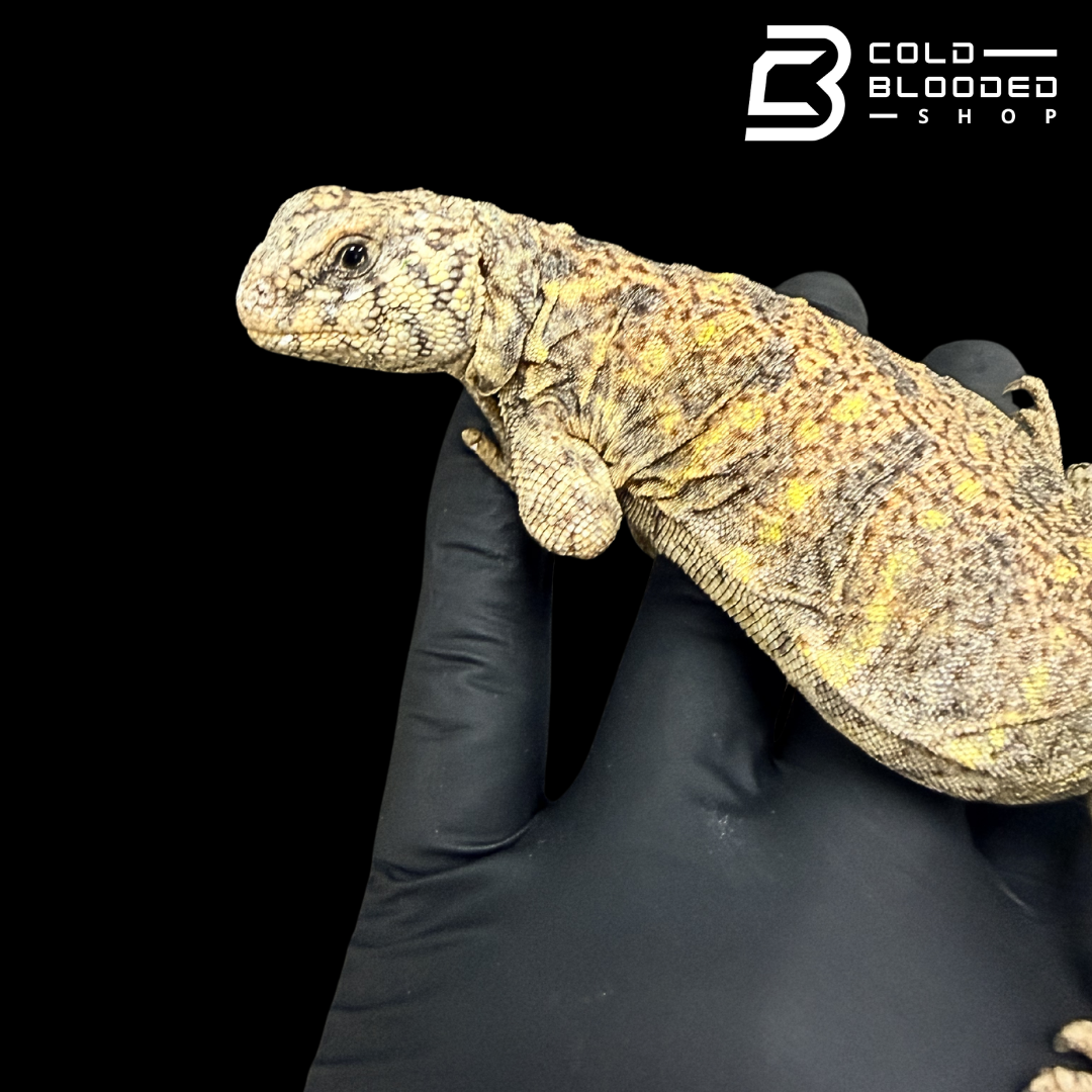 Adult Female Ornate Uromastyx High Color - Uromastyx ornata
