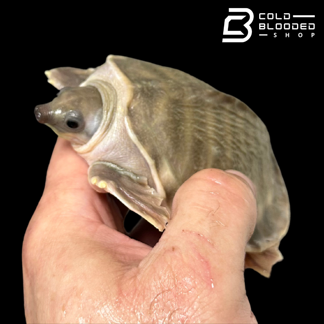 Fly River Turtle - Carettochelys insculpta