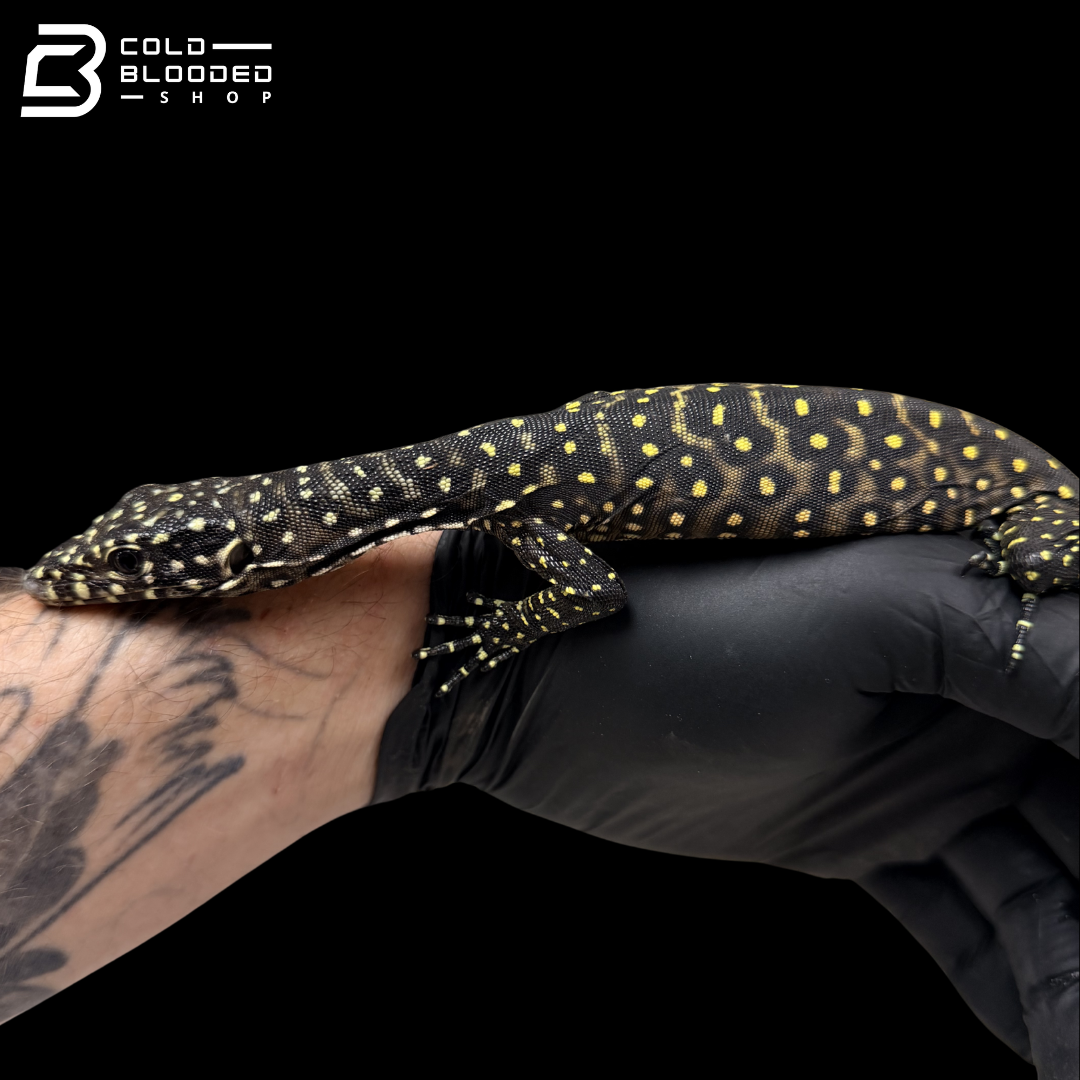 Baby Pastel Blue-tailed Monitor - Varanus doreanus