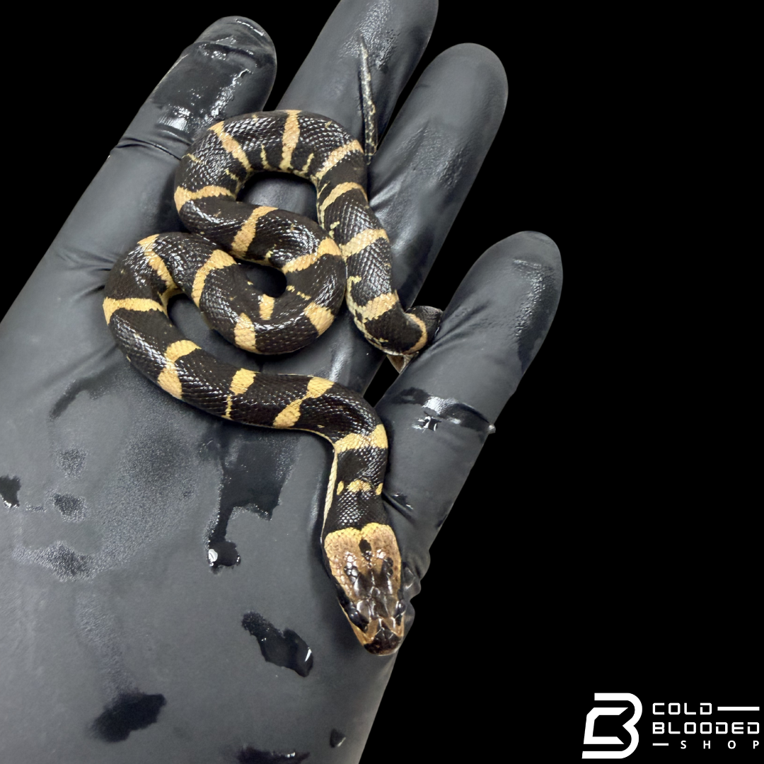Baby Puff-faced Water Snakes - Homalopsis buccata
