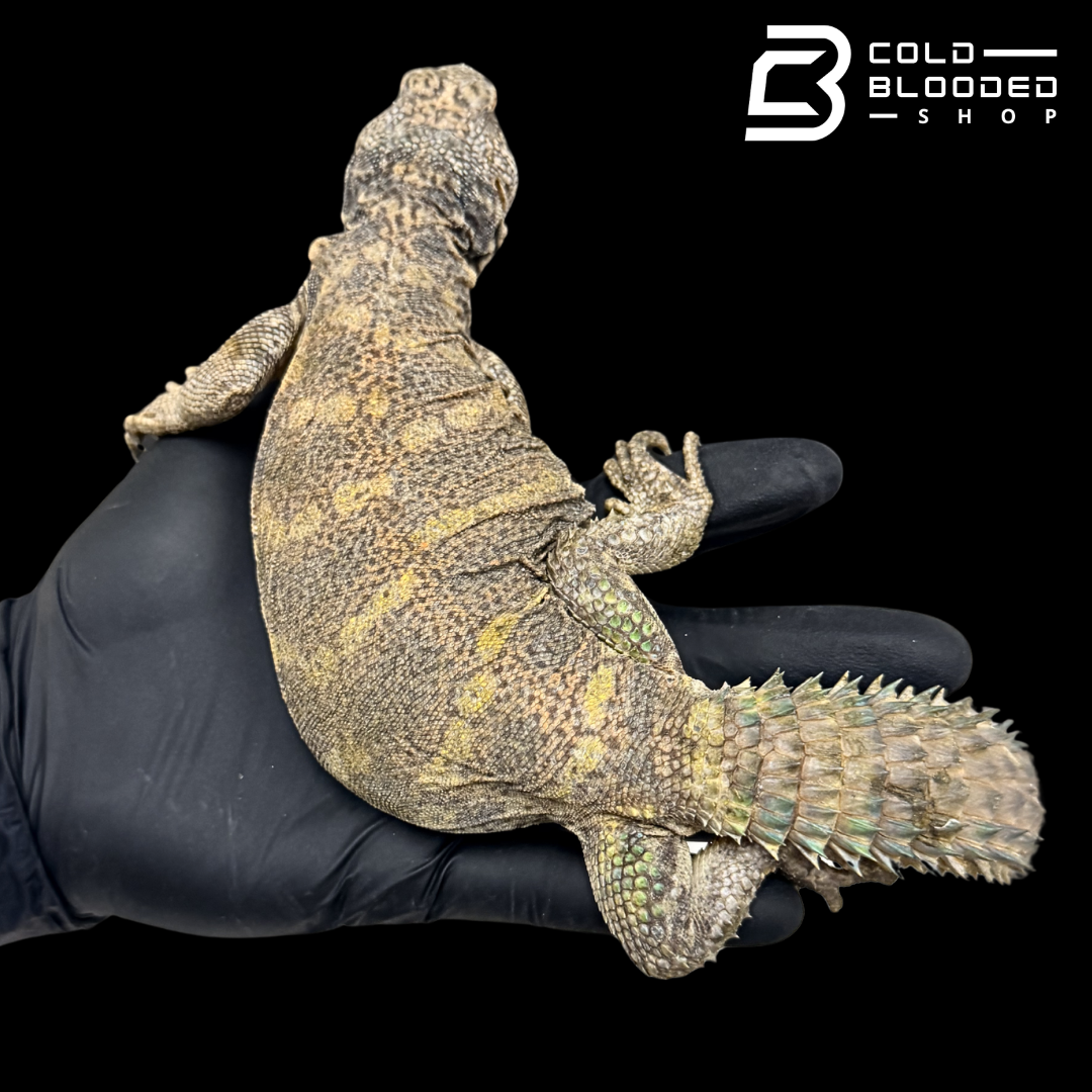 Adult Female Ornate Uromastyx - Uromastyx ornata