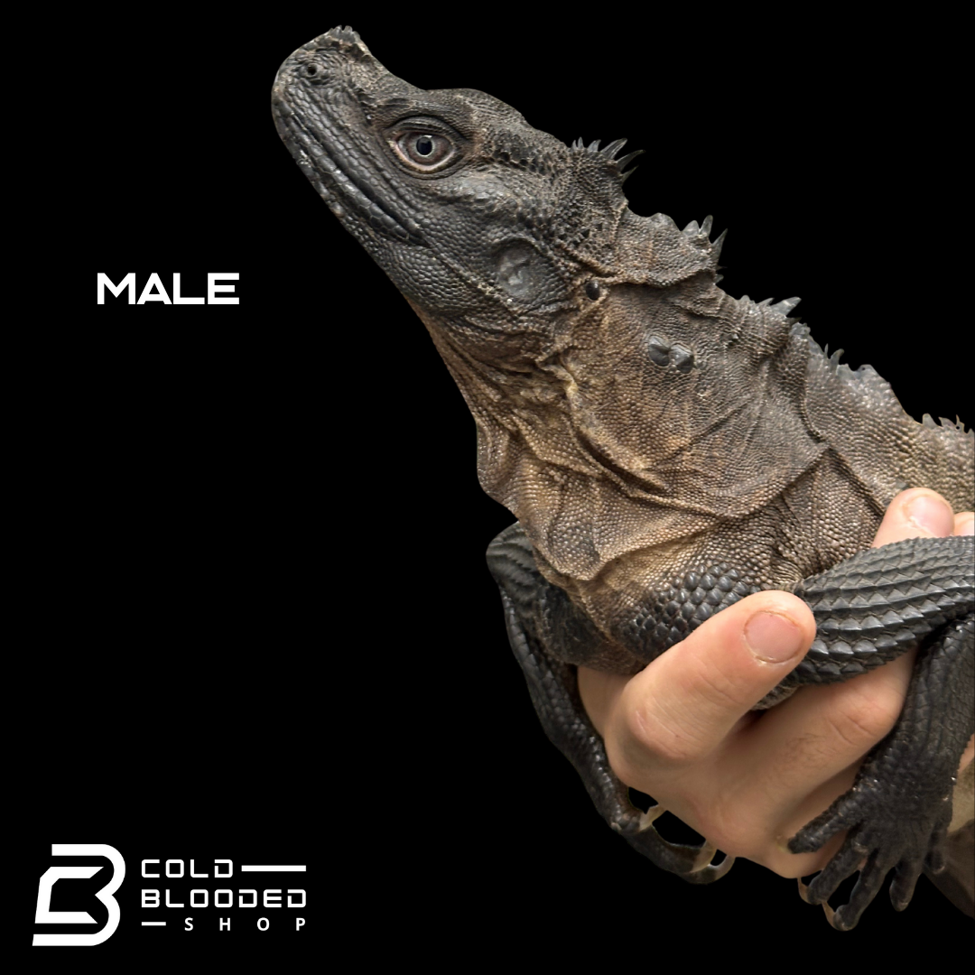 Adulto Negro Lagarto Dragón Sailfin - Hydrosaurus celebensis
