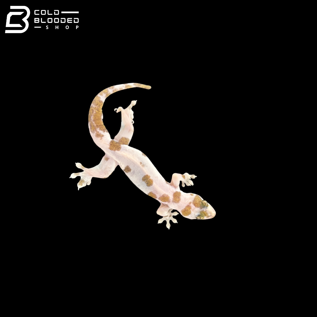 Pied Common Four-clawed Gecko - Gehyra Mutilata