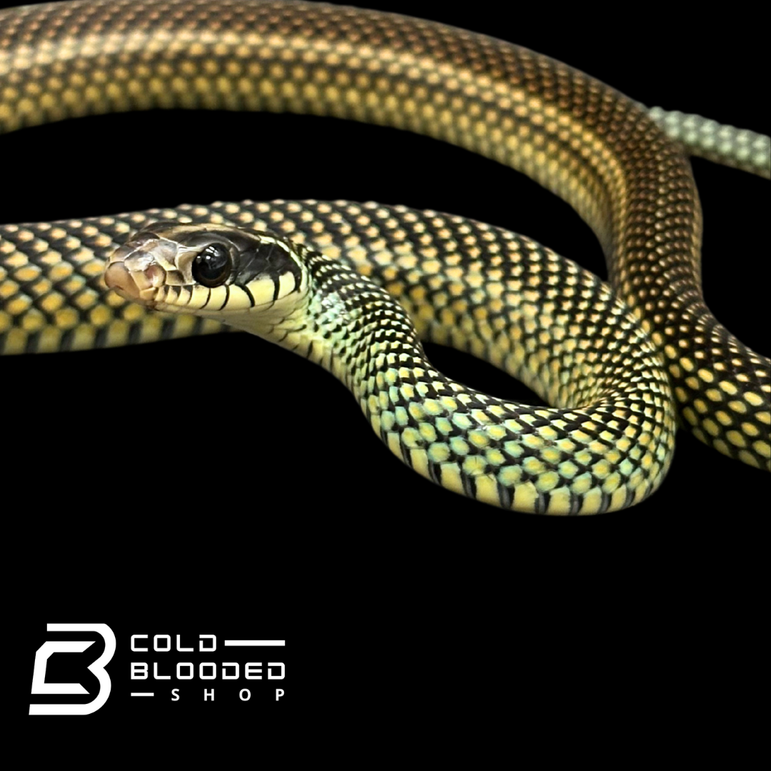 Speckled racer female - Drymobius margaritiferus