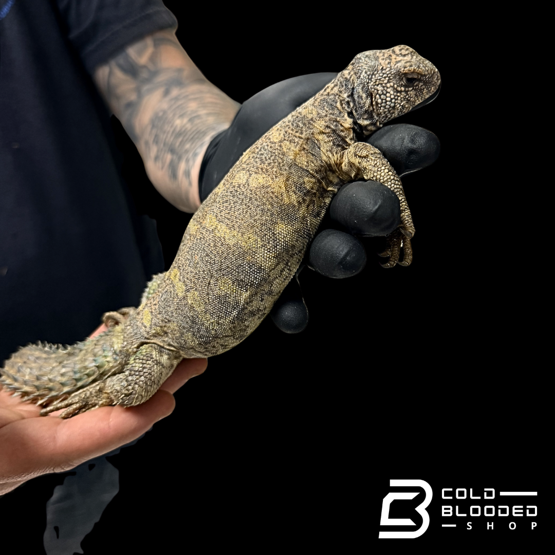 Adult Female Ornate Uromastyx - Uromastyx ornata