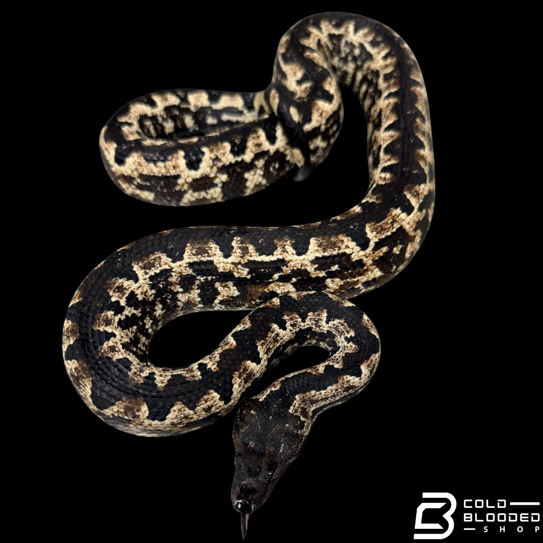 Female Halmahera Ground Boa HIGH WHITE - Candoia paulsoni tasmai