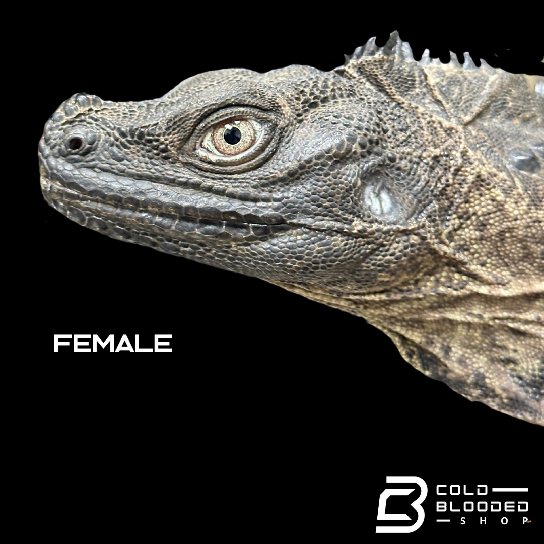 Adulto Negro Lagarto Dragón Sailfin - Hydrosaurus celebensis