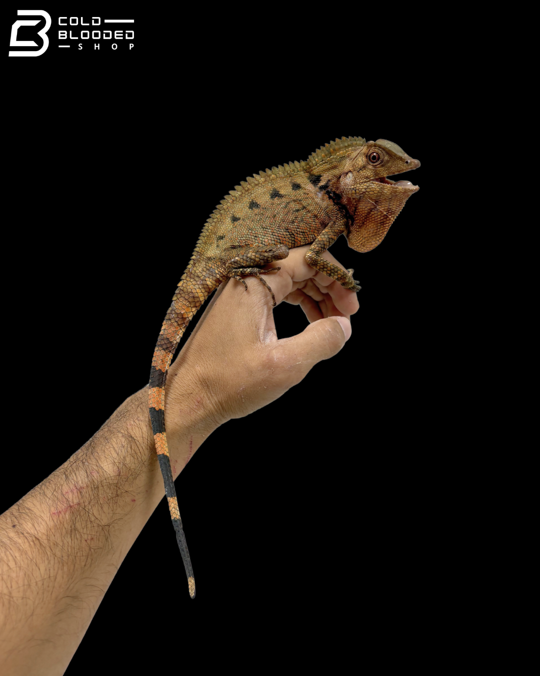 Red Doria's Angle-headed Lizards - Gonocephalus Doriae