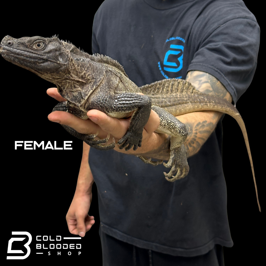 Adulto Negro Lagarto Dragón Sailfin - Hydrosaurus celebensis