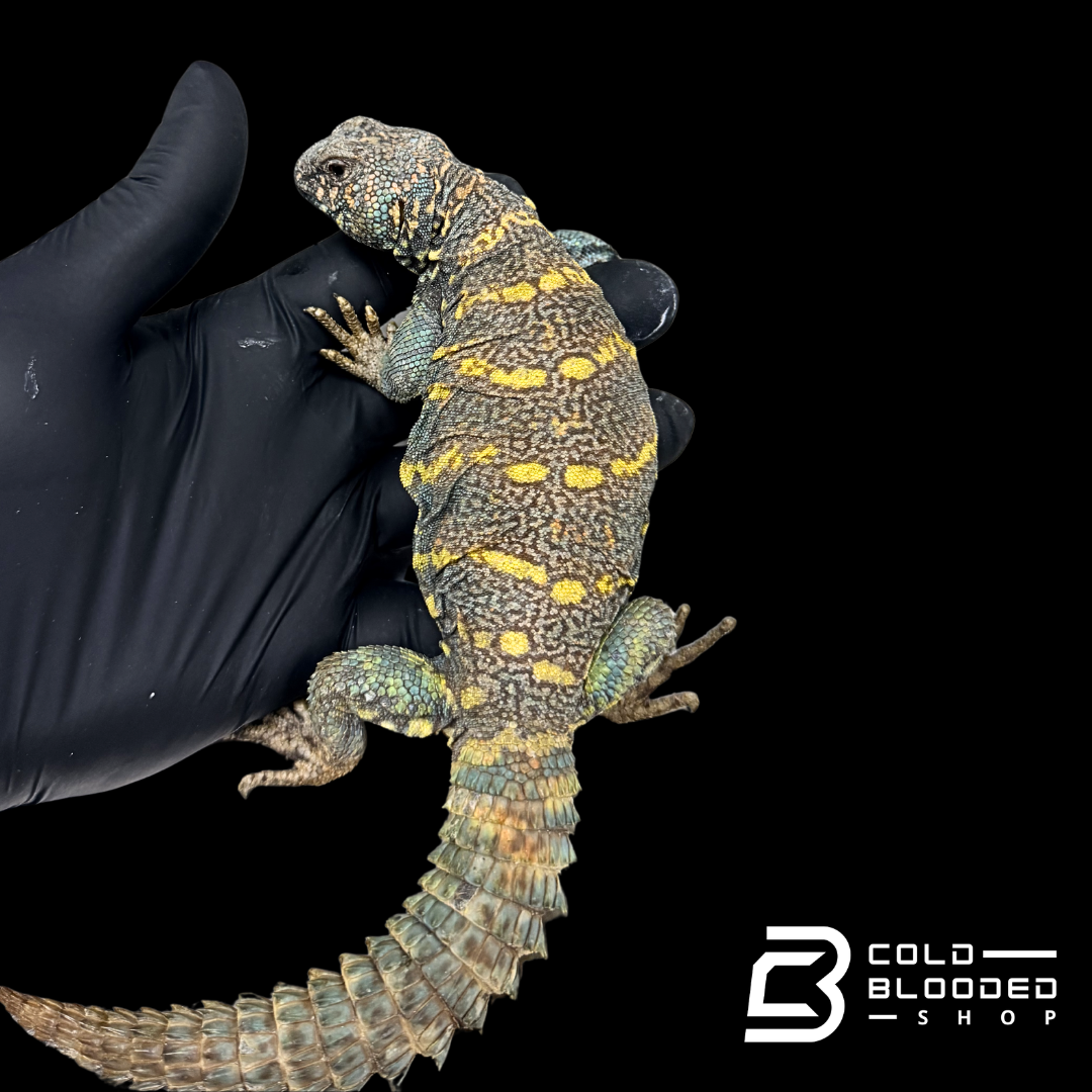 Adult Dark Blue Ornate Uromastyx - Uromastyx ornata
