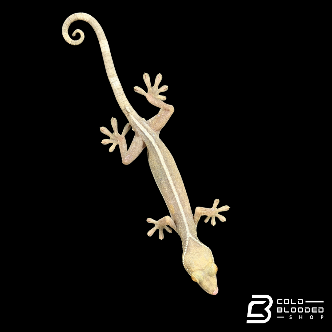 White Lined Gecko - Gekko vittatus