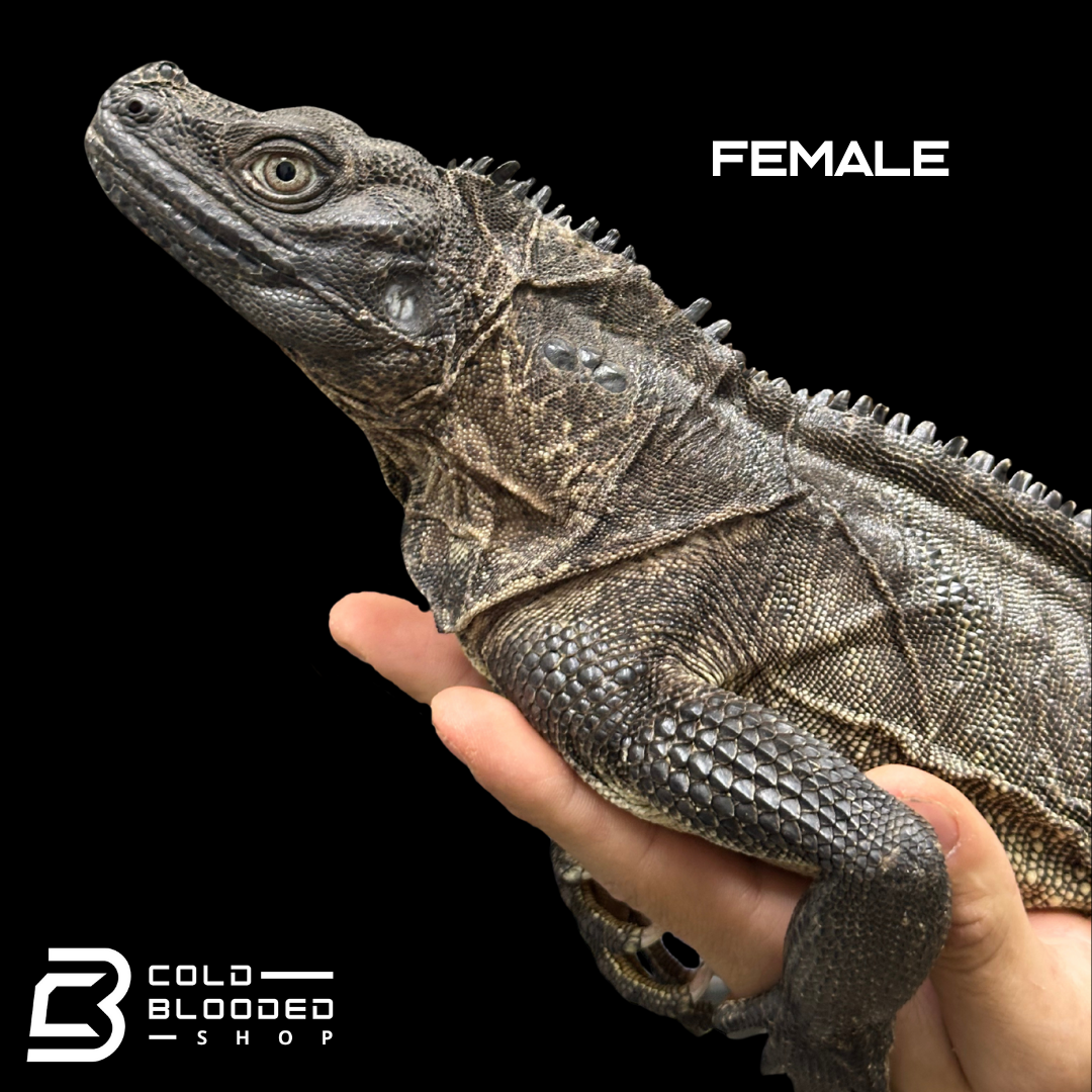 Adulto Negro Lagarto Dragón Sailfin - Hydrosaurus celebensis