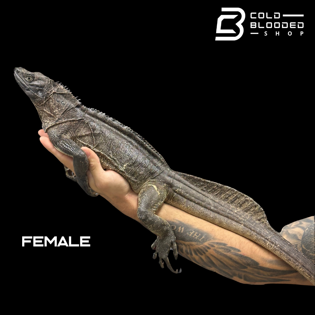 Adulto Negro Lagarto Dragón Sailfin - Hydrosaurus celebensis