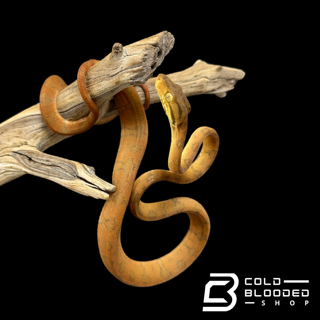 Amazon Tree Boa #14 - Corallus hortulanus